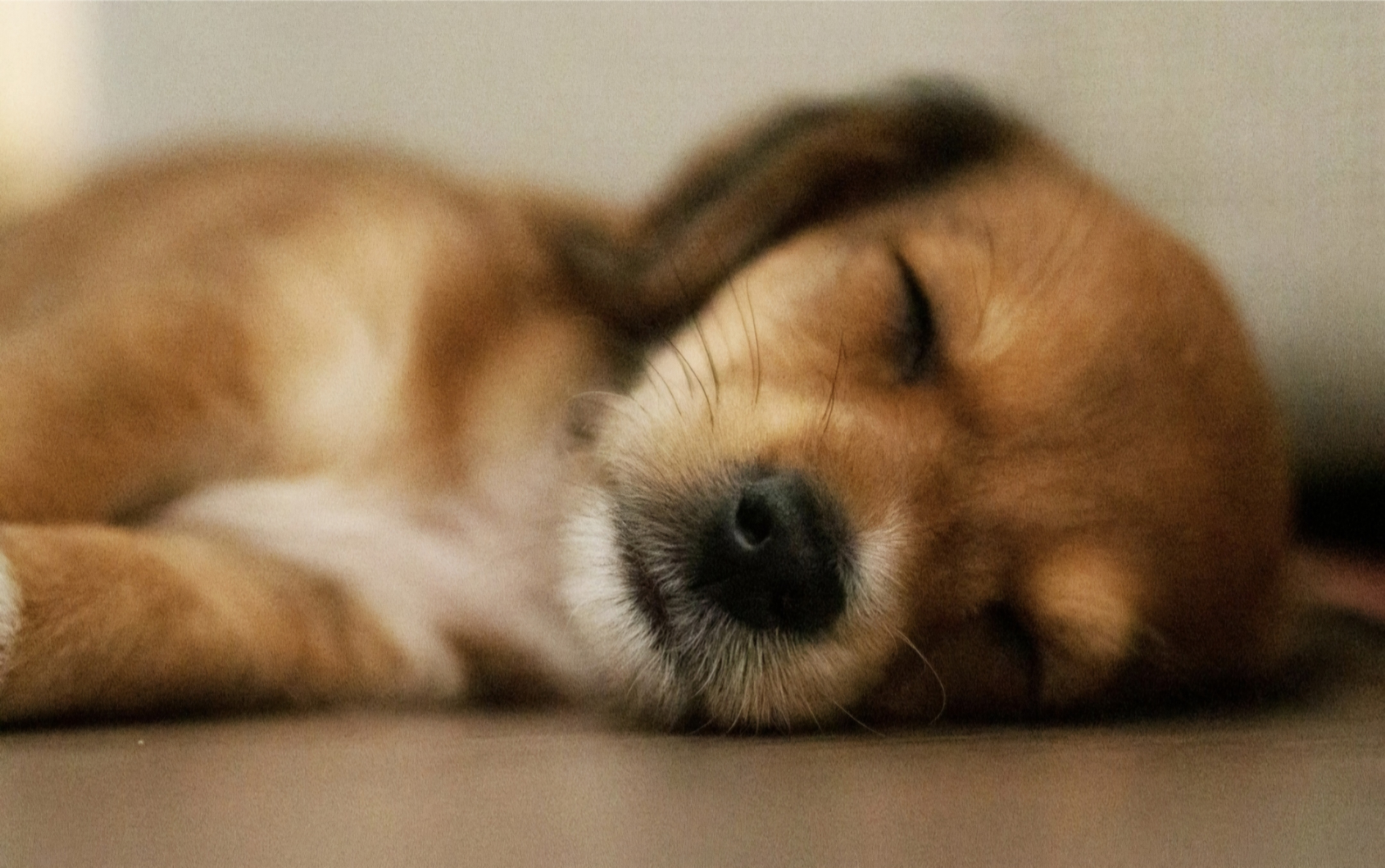 Tierarzt Heilbronn, Bretten, Sinsheim für alten Hund