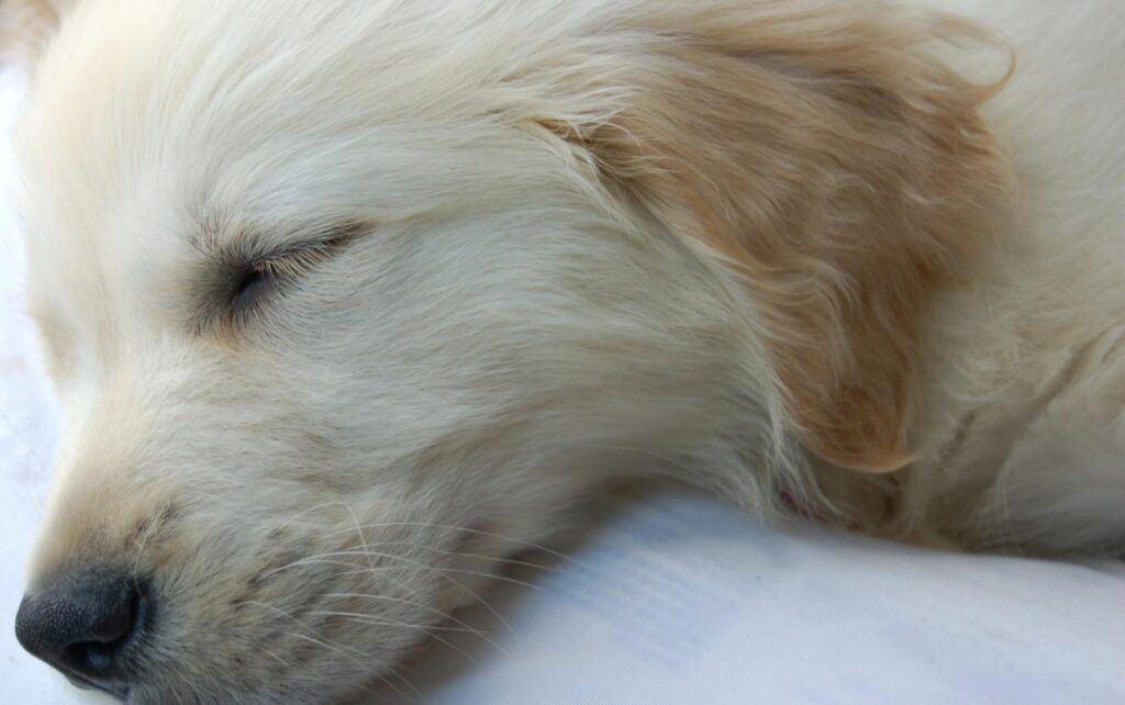 hundemüde, Schläfriger Hund