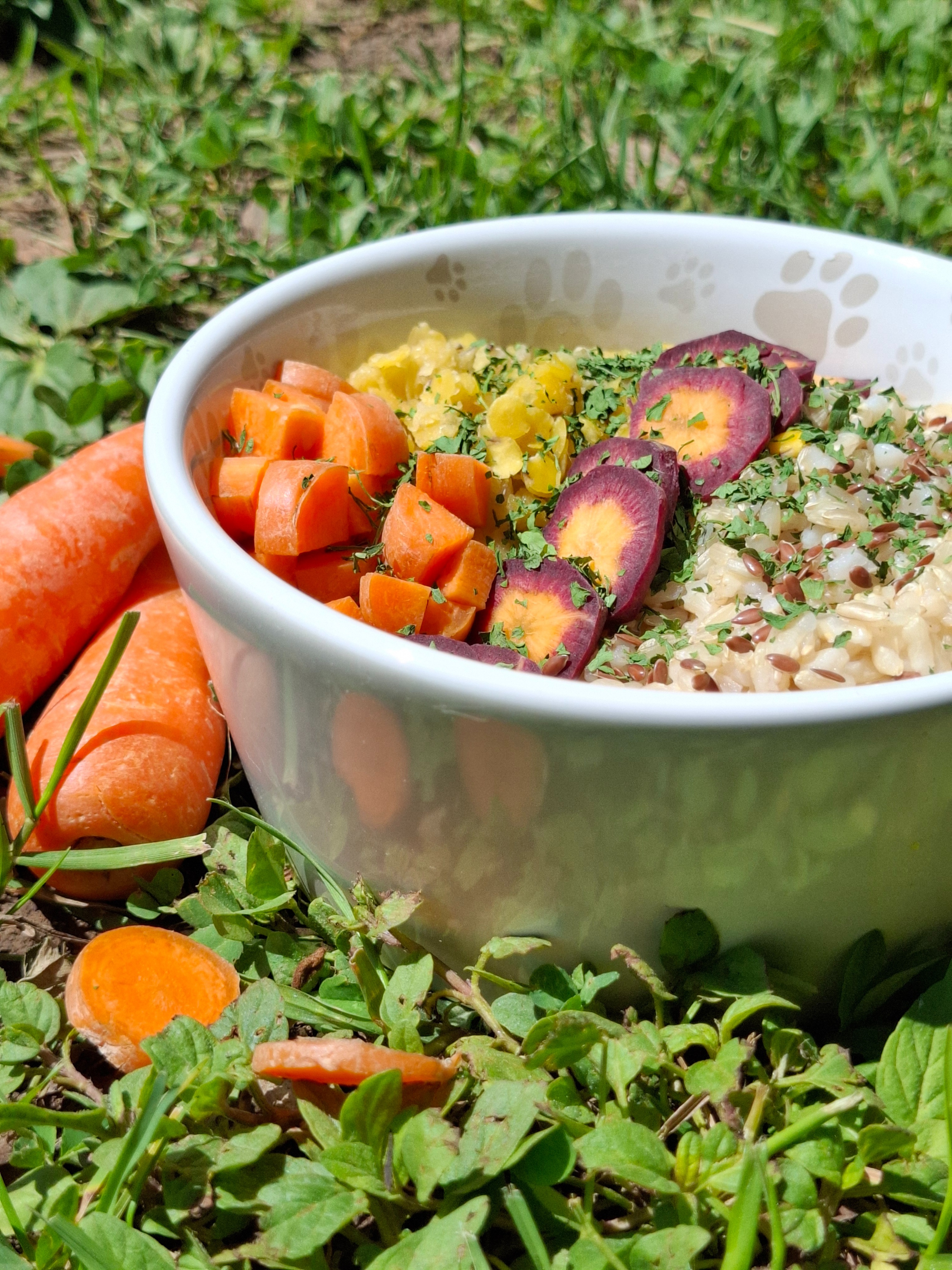 hundefutter selber kochen