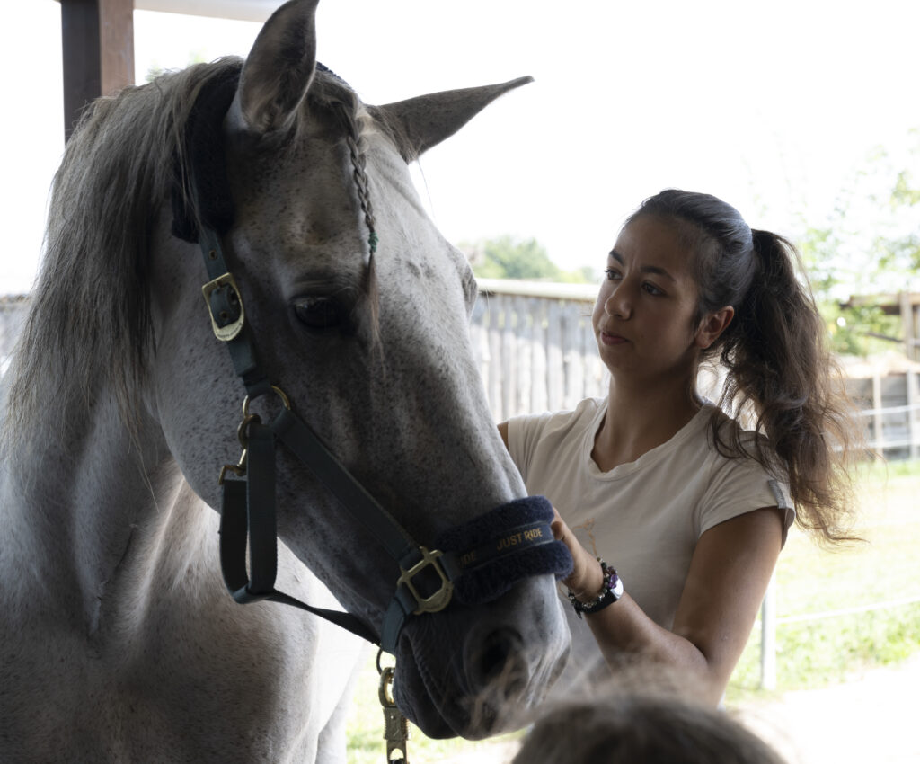 Tierheilpraktiker Pferd Raum Sinsheim
