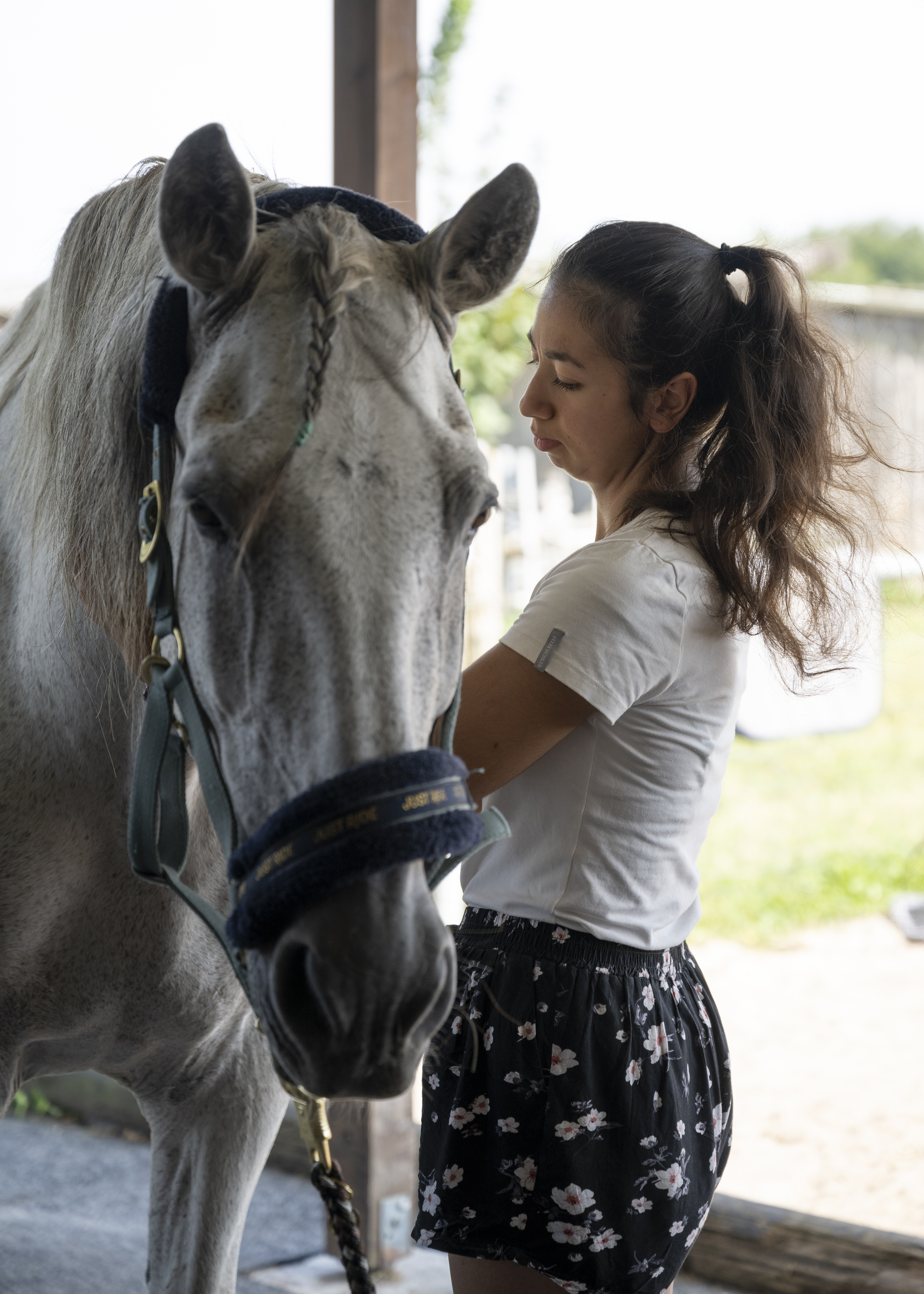 Physiotherapie, Massage, Akupunktur für Dressurpferde