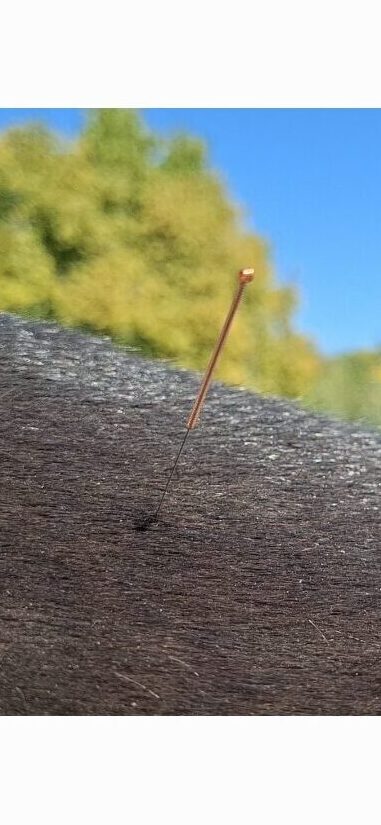 Akupunktur für Pferde