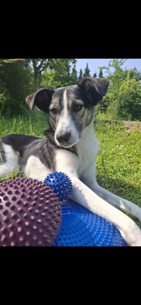 Physioübubgen für Hunde
Rückenmobilisaion und Koordinationstraining mit Balancepad