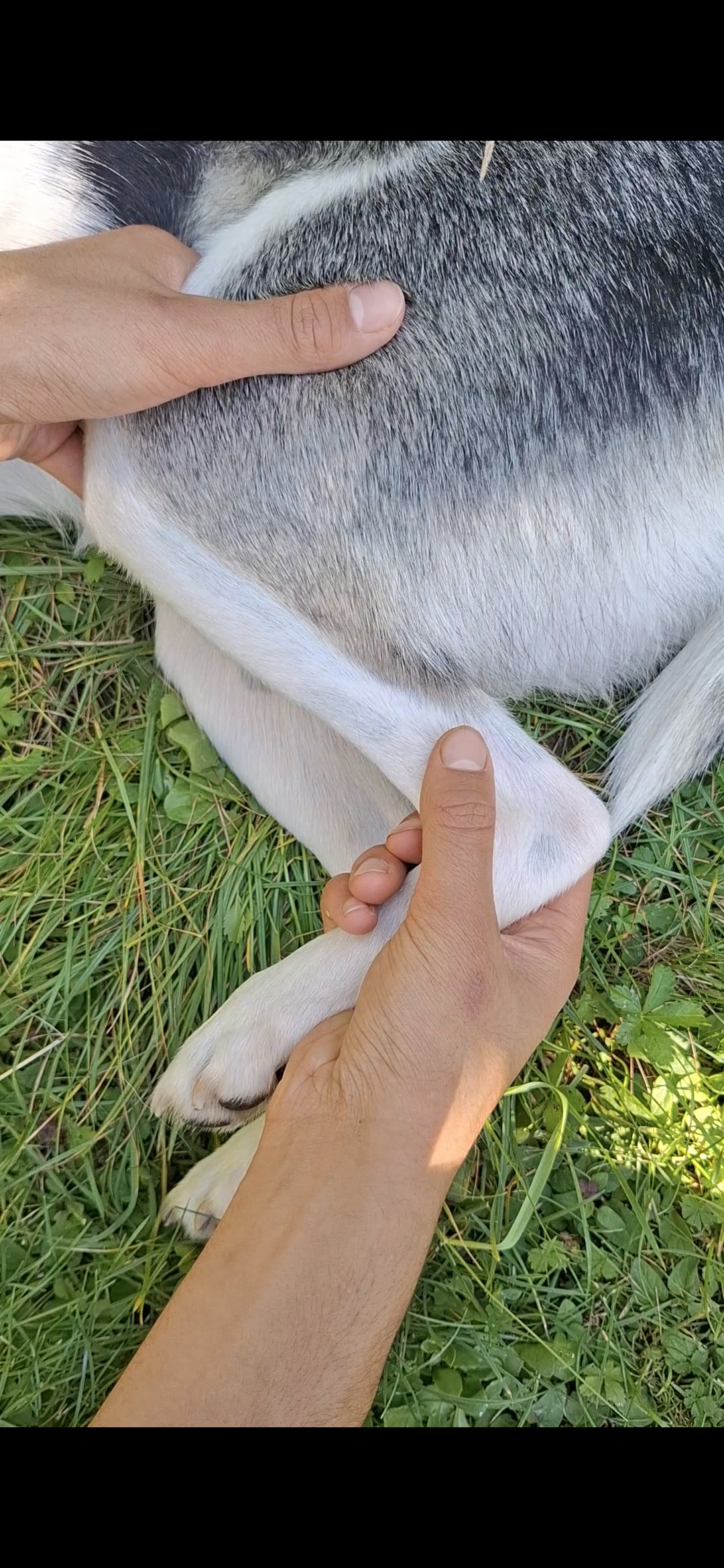 Physiotherapie für Hunde nach OP Raum Stuttgart
Kreuzbandriss, Bandscheibenvorfall, Arthrose...